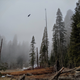 Sequoia NP